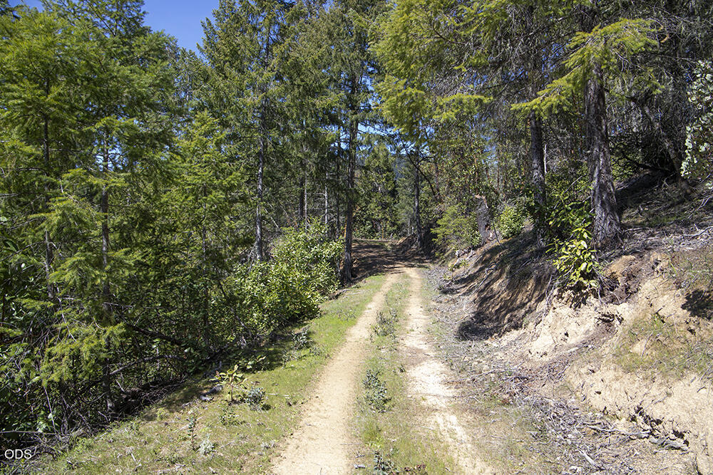 Dirt road winding through a wooded, sloped property.