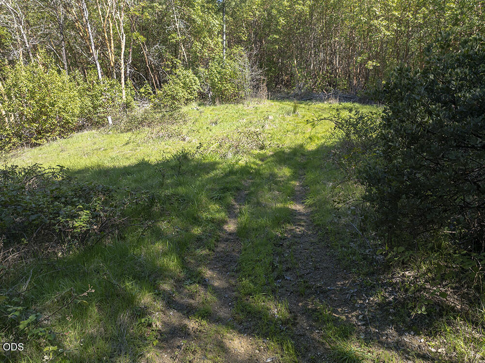 Wooded property clearing with a grassy opening and narrow dirt track.