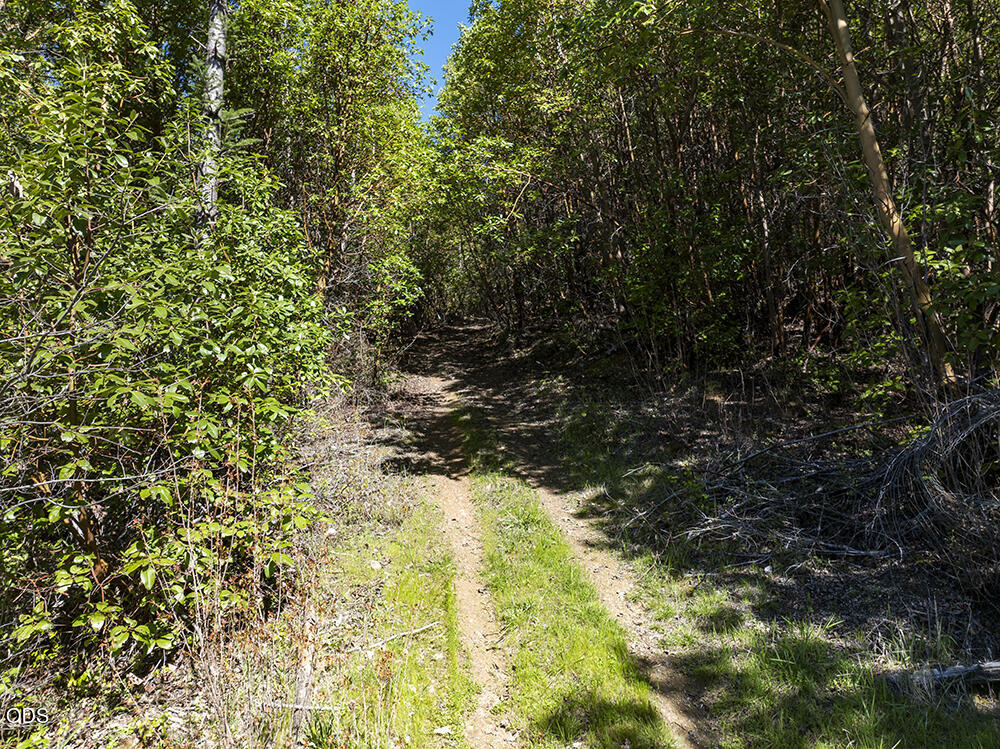 Wooded dirt path bordered by dense foliage and trees.