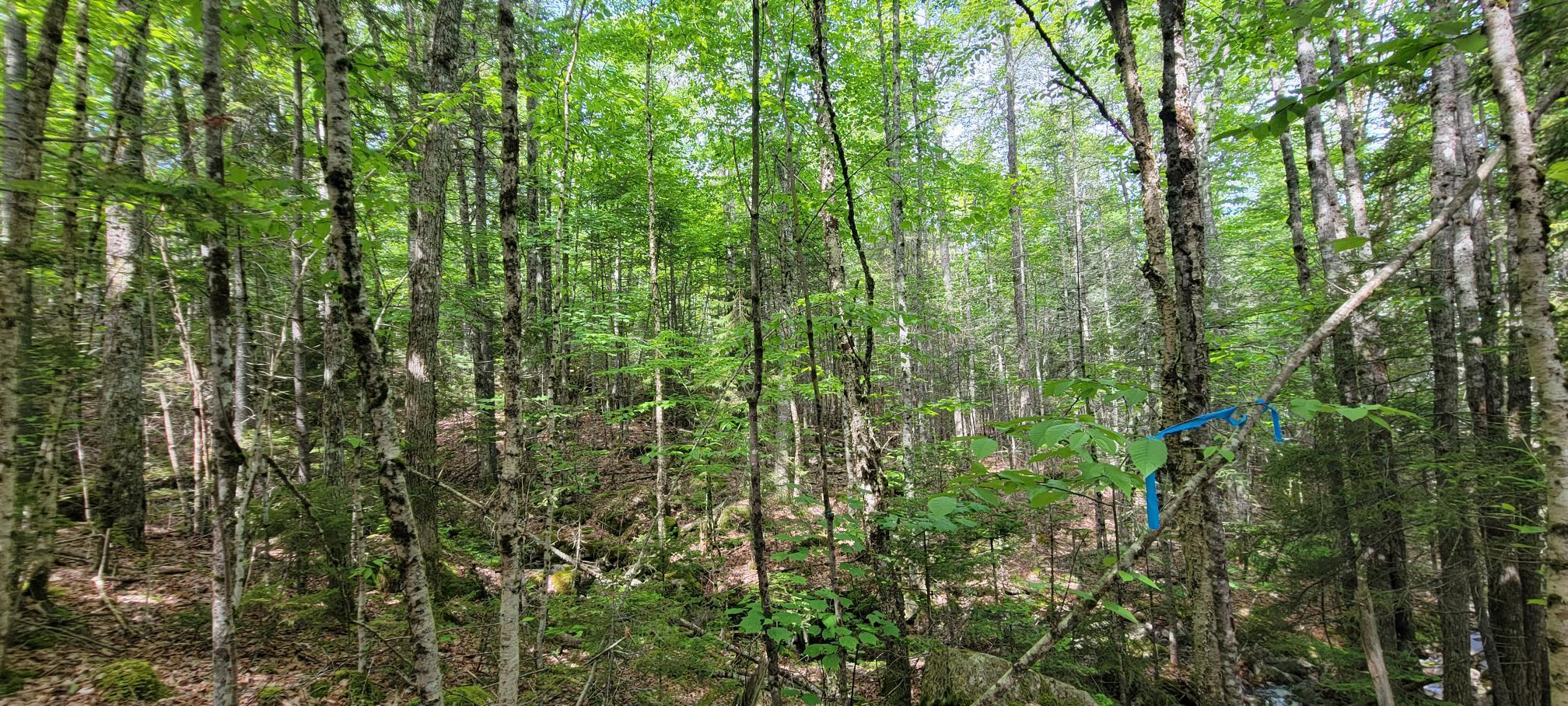 Map2Lot 20 South Bay Road