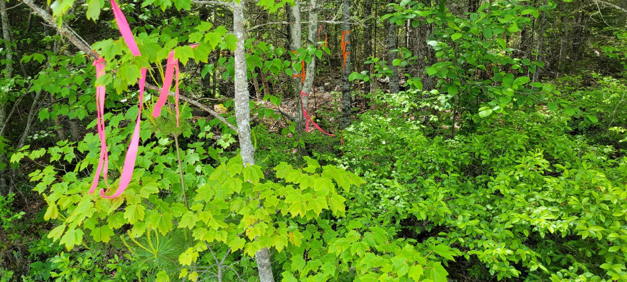 Map2Lot 20 South Bay Road