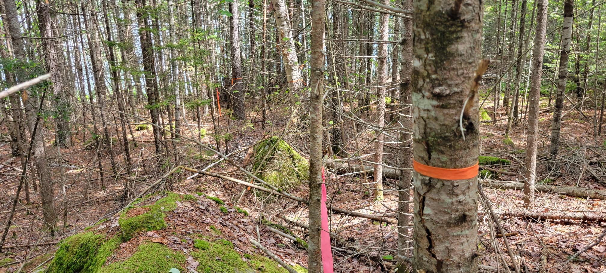 Map2Lot 20 South Bay Road