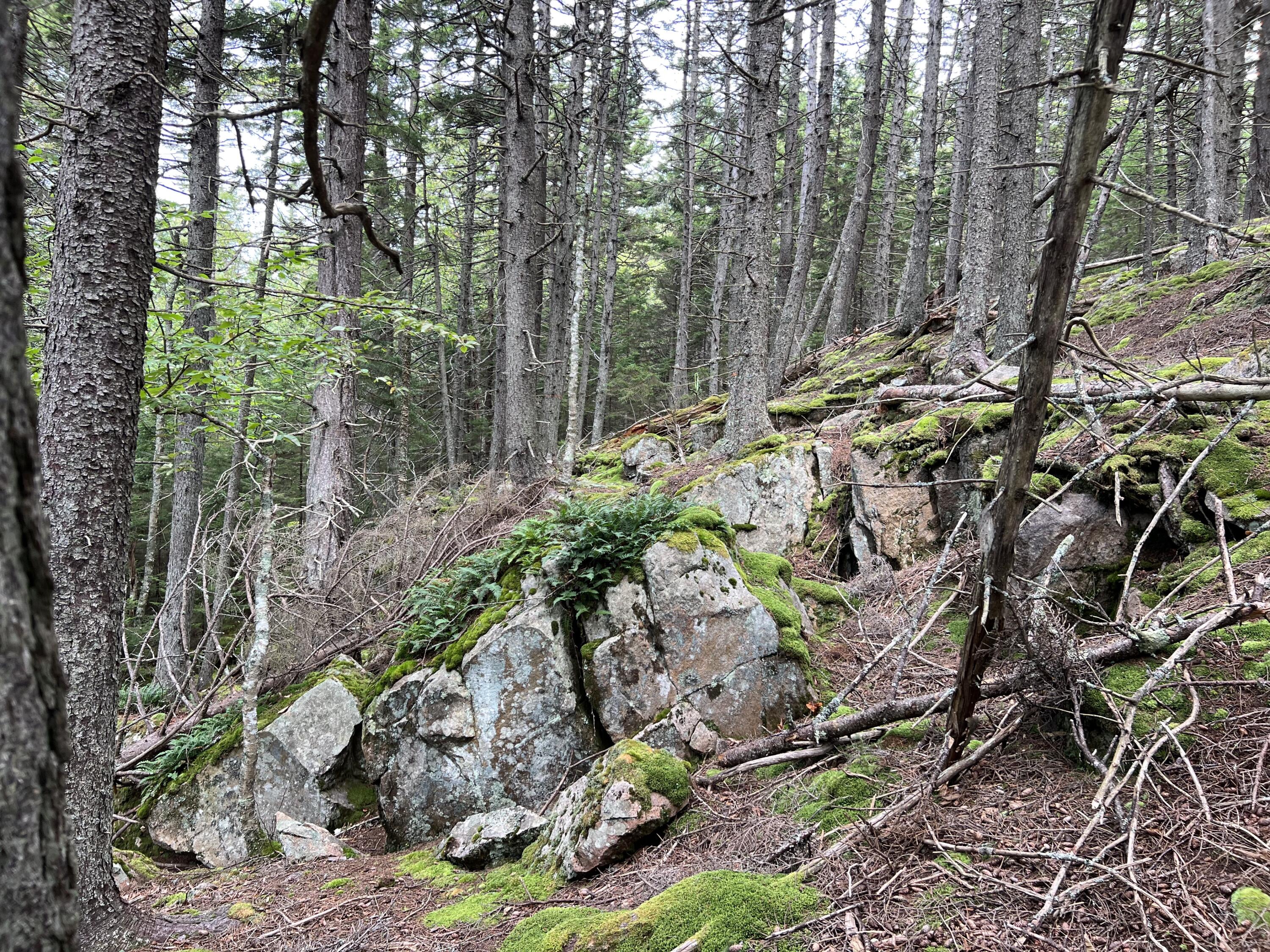 41 Coveside Road