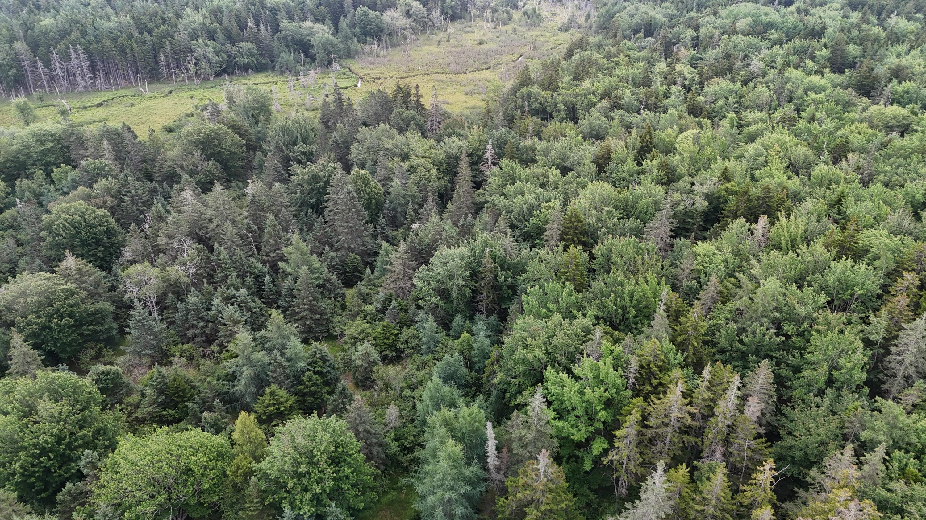 36 Lemoine (map 12 lot 36) Road