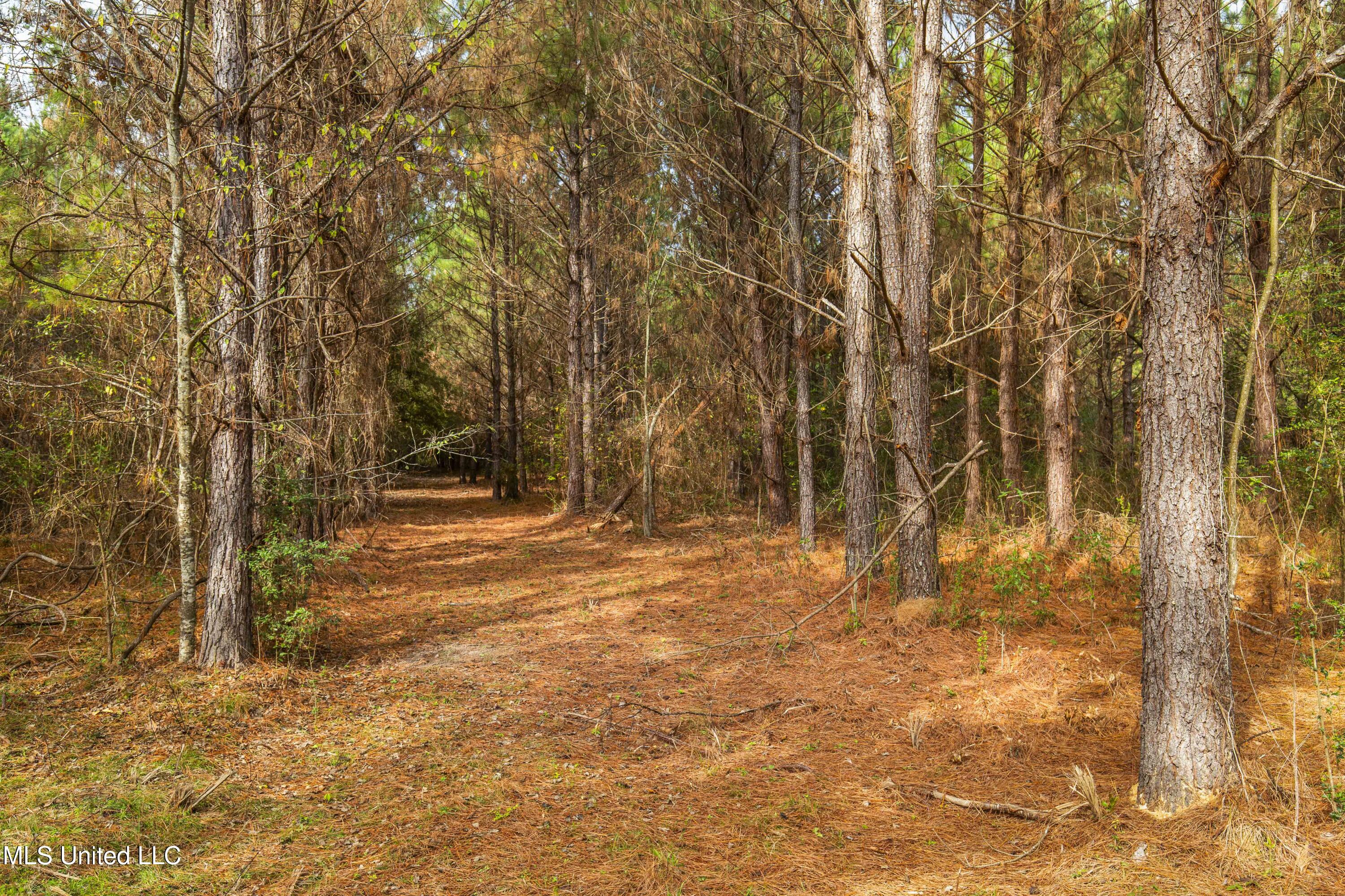 Katie Bush Road