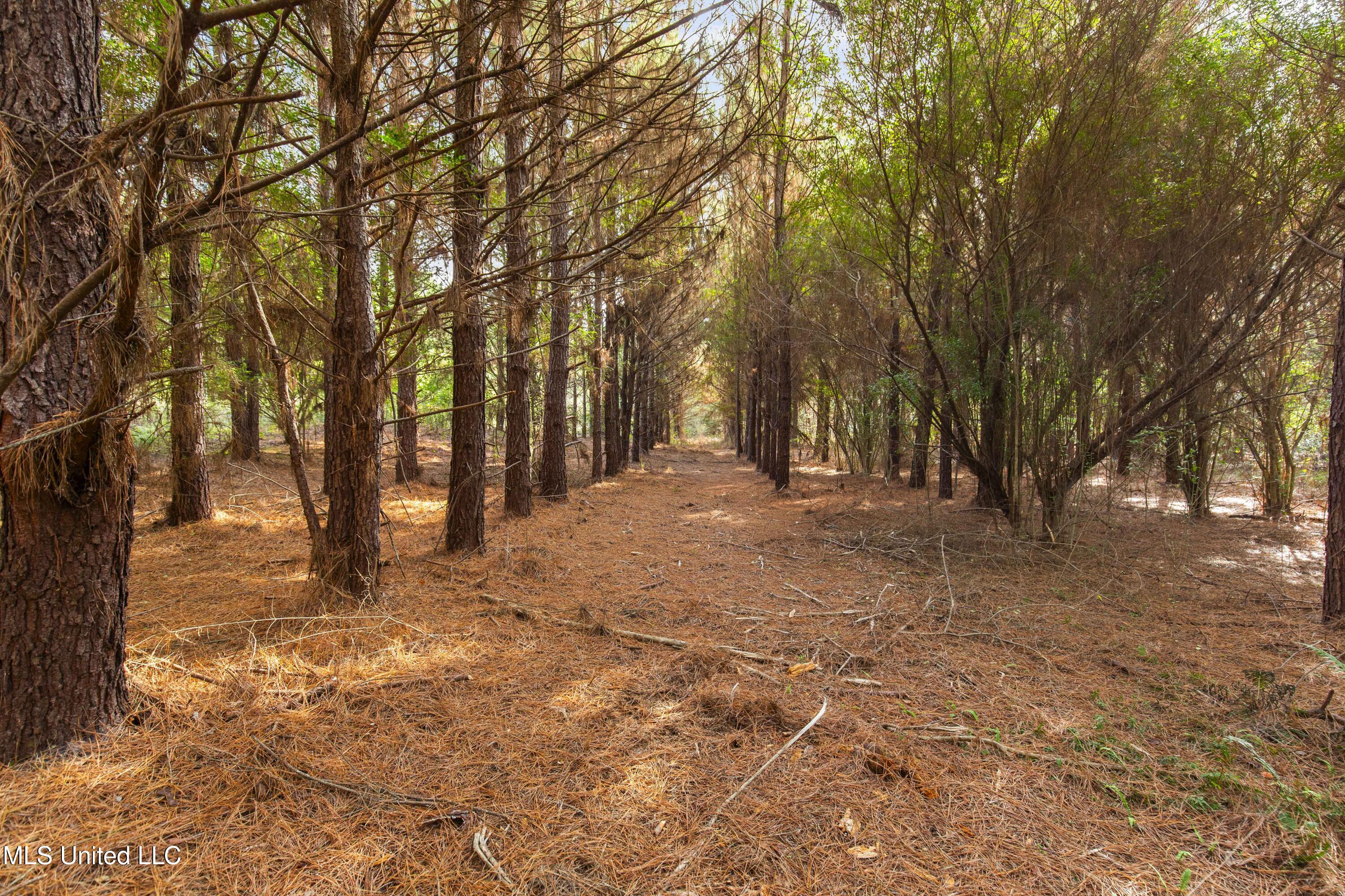 Katie Bush Road