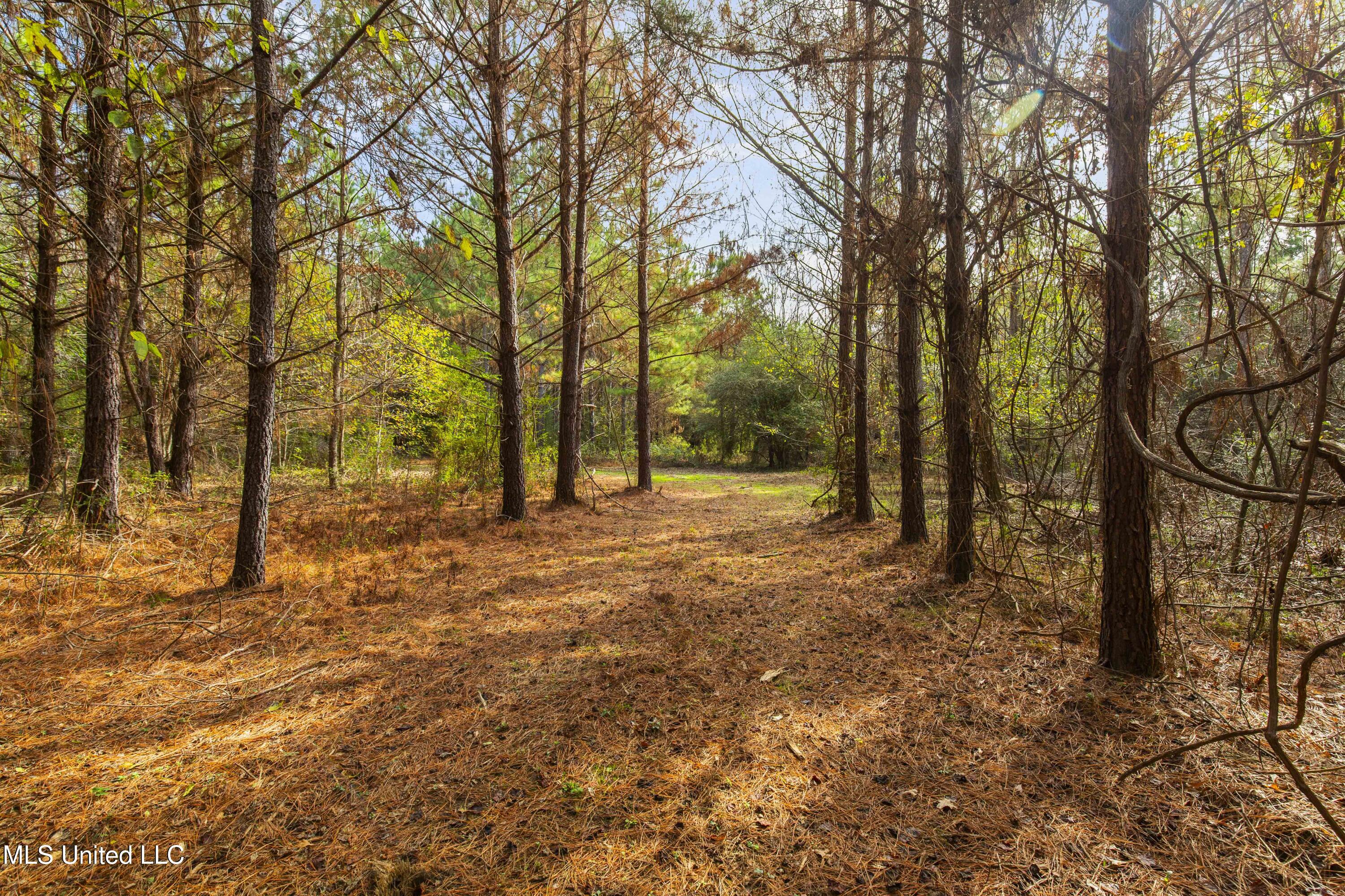 Katie Bush Road