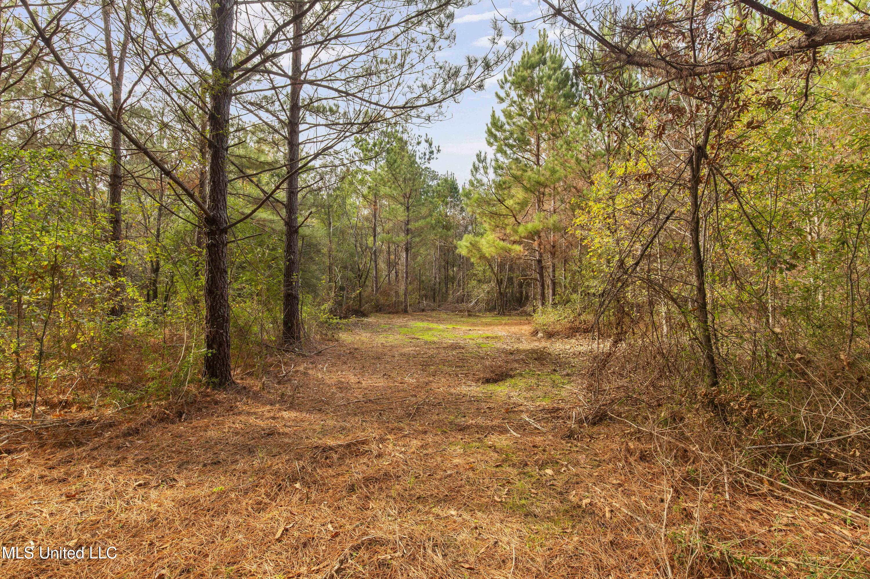 Katie Bush Road
