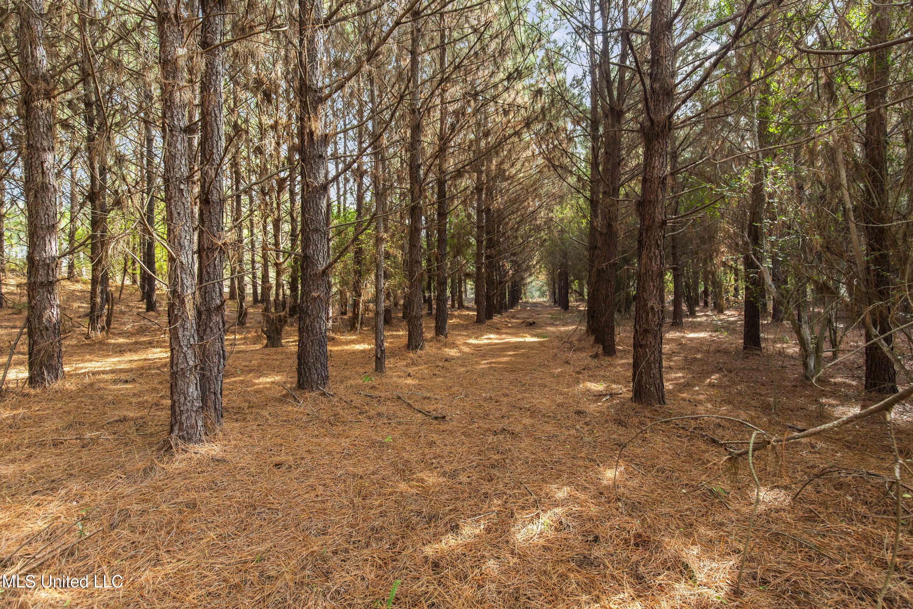 Katie Bush Road