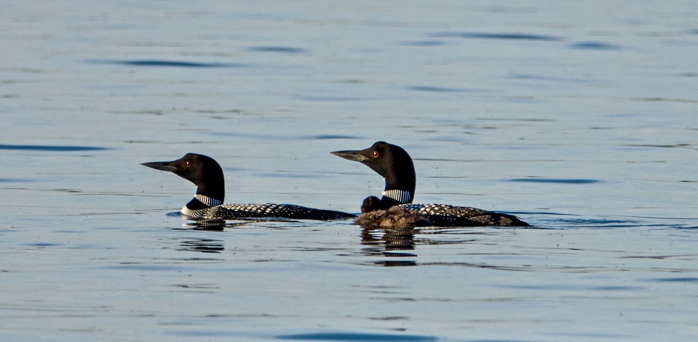 9230 Silver Strand Road