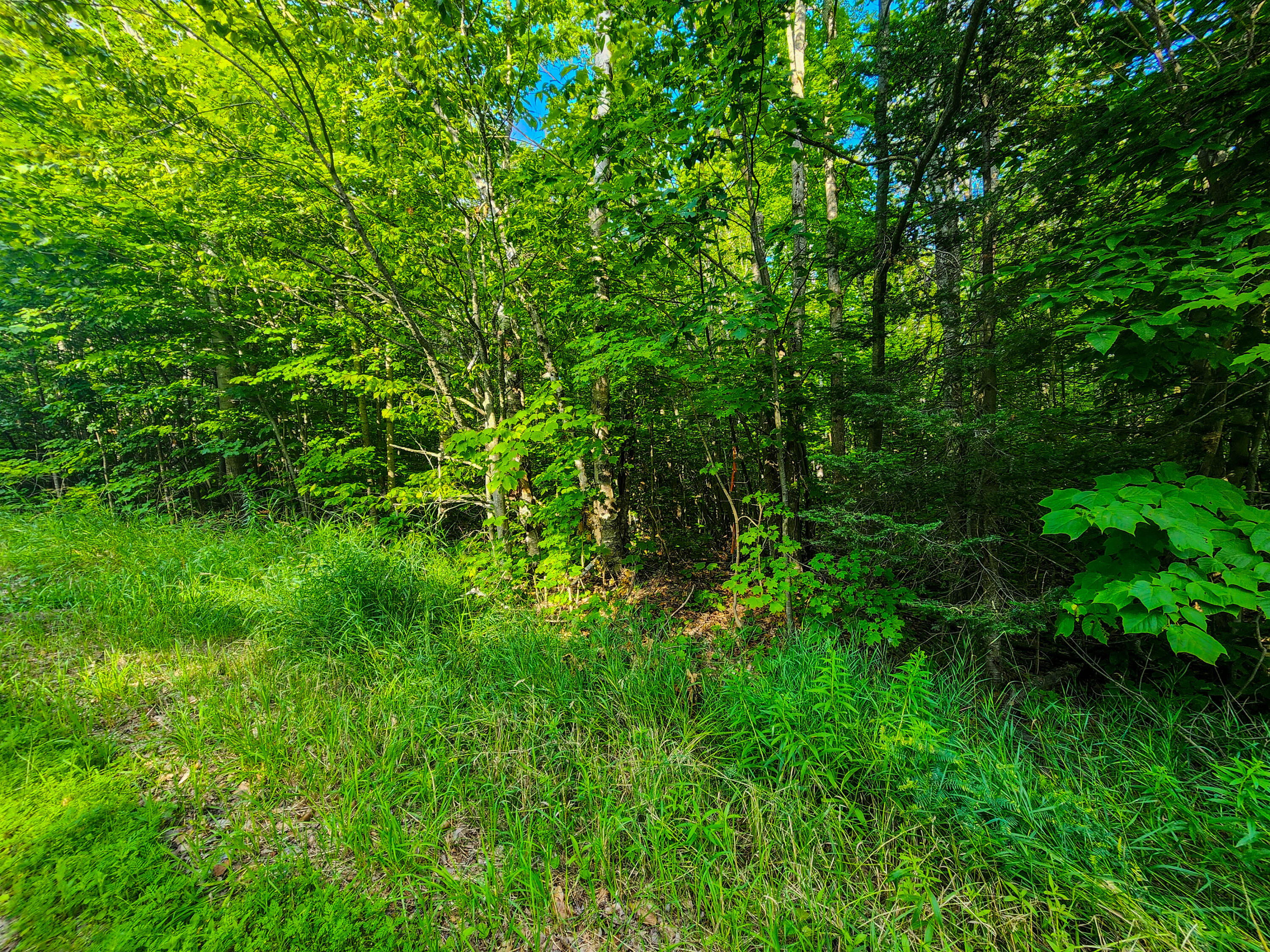 14209 Straitsview Drive