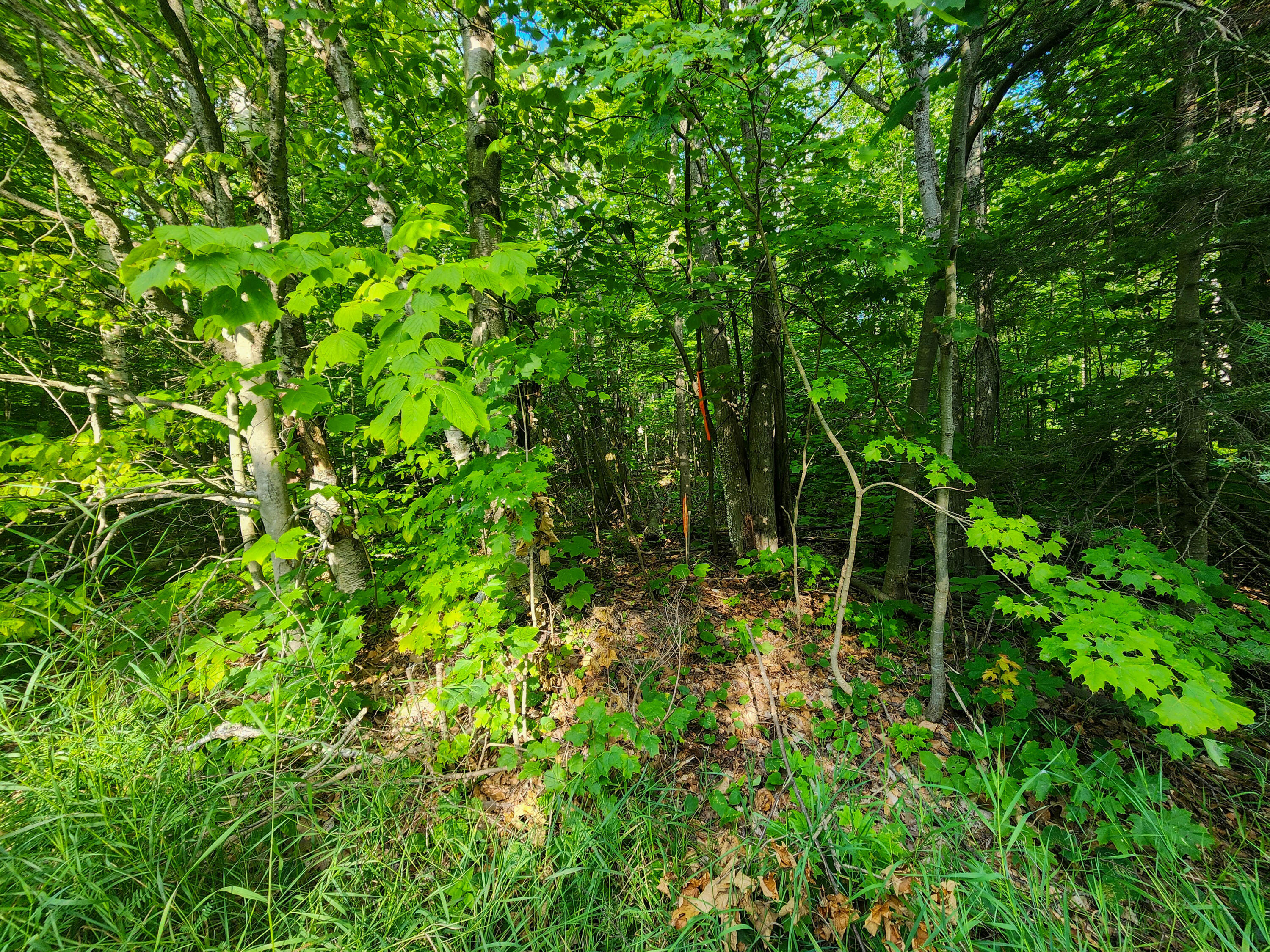 14209 Straitsview Drive