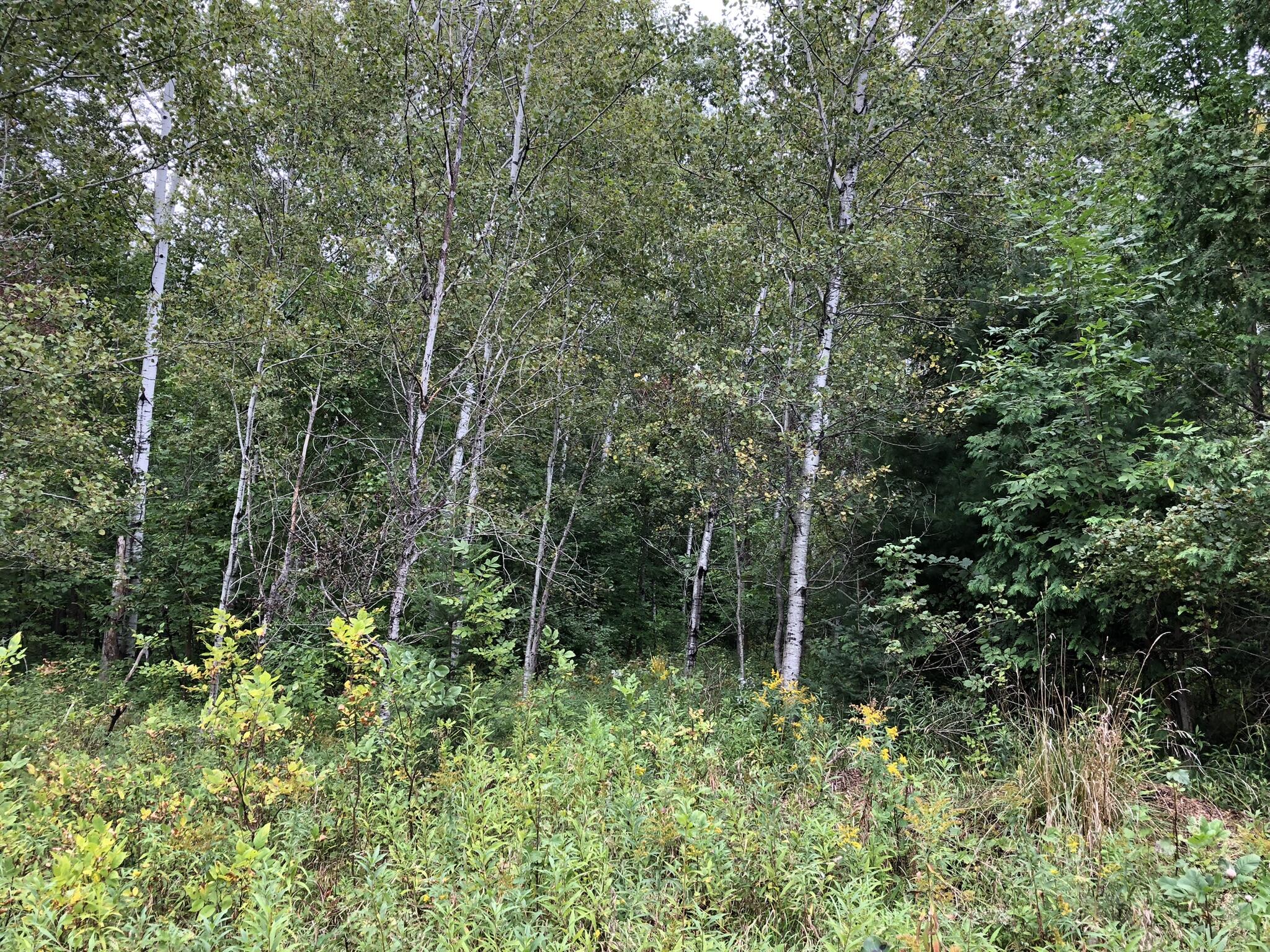 Bluffs Highway, 40 ACRES