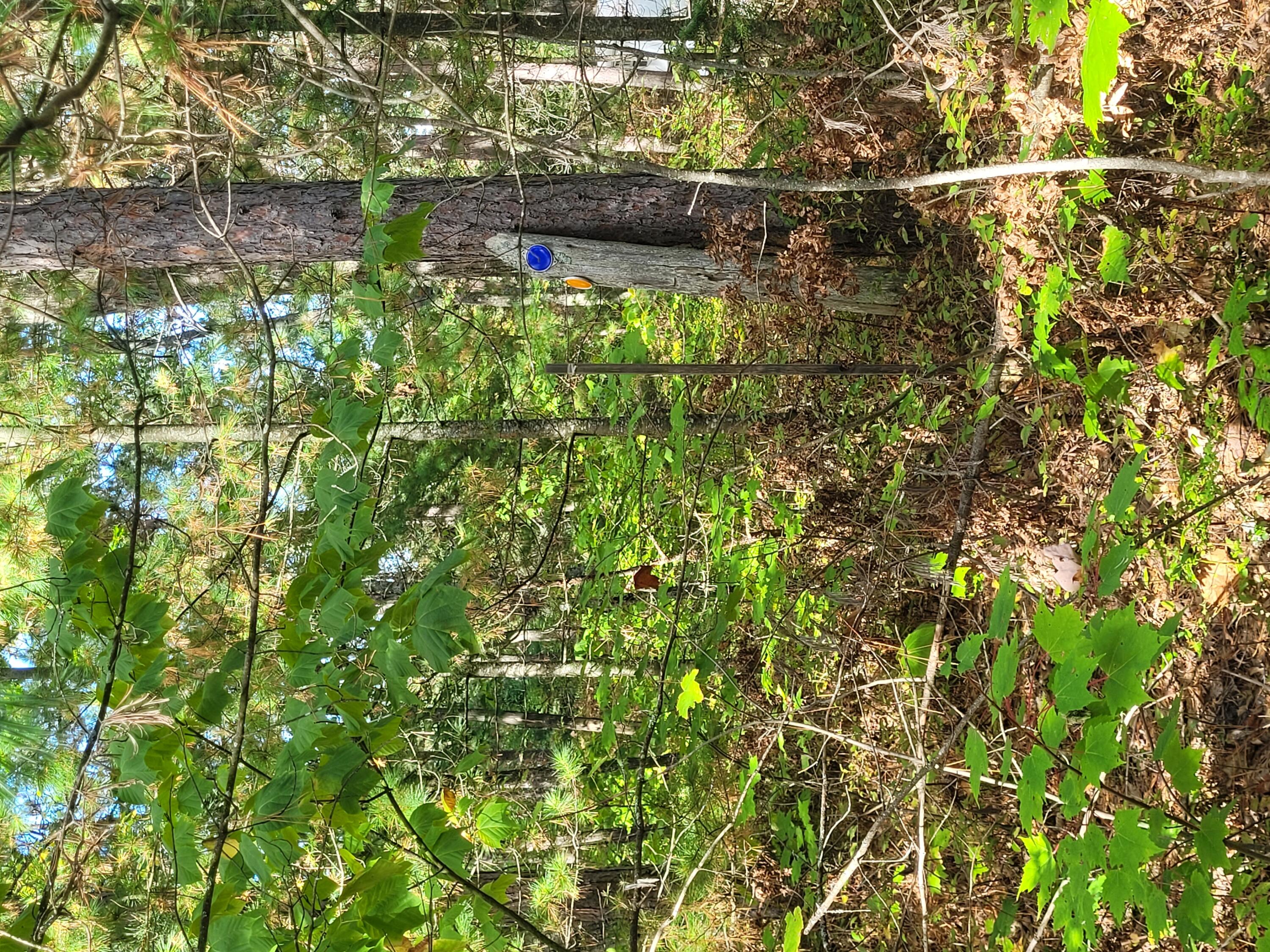 Acorn Ridge Highway, 1.27 Acre