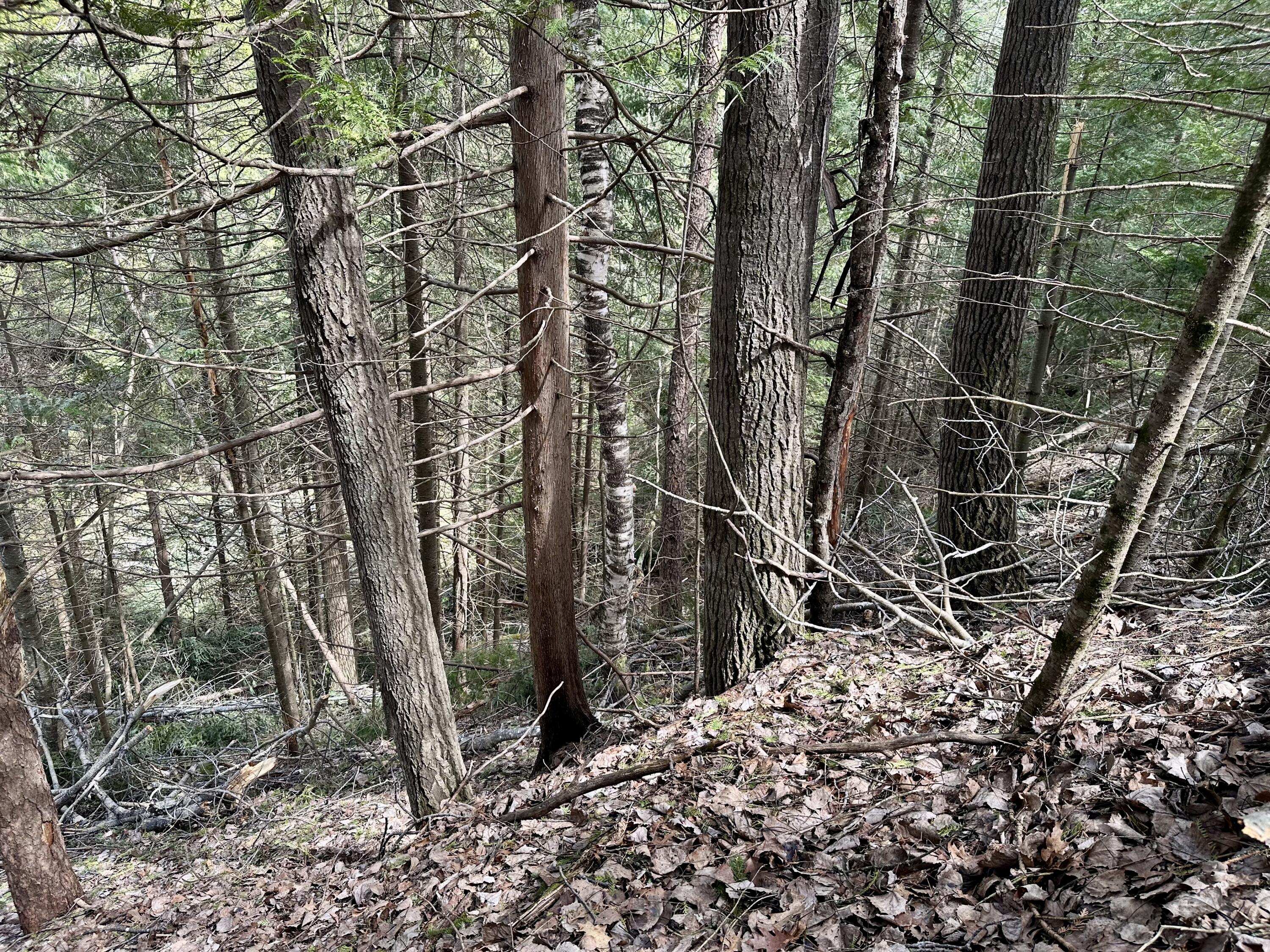 4409 Big Sky Trail, Lot #17