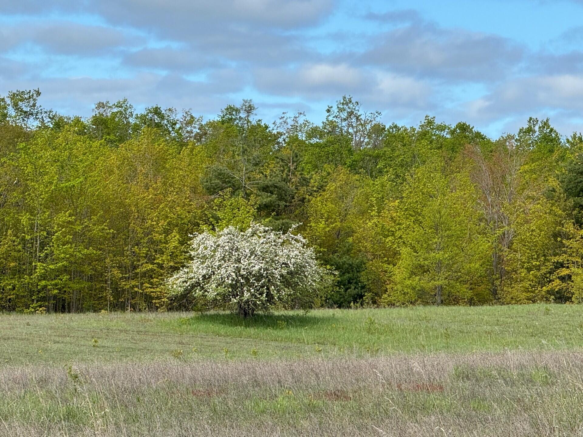 Nichols Road, 40 Acres