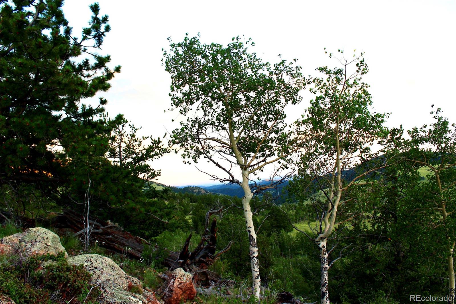 Aspen Meadows Lane