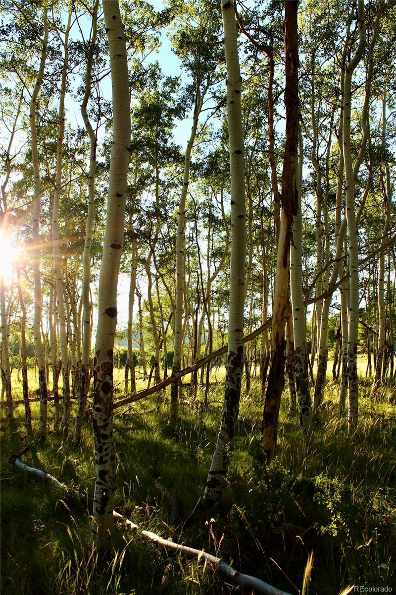 Aspen Meadows Lane