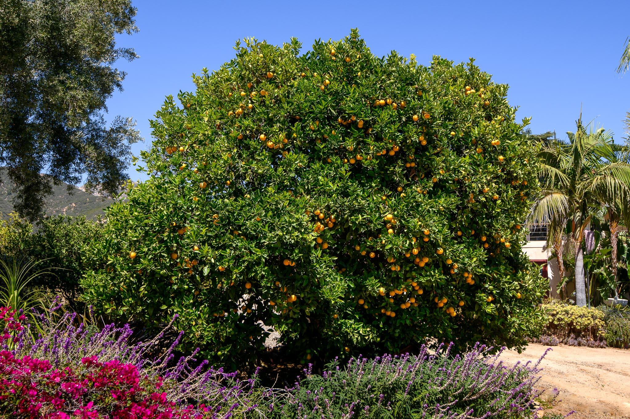 2040 Las Canoas Ridge Way