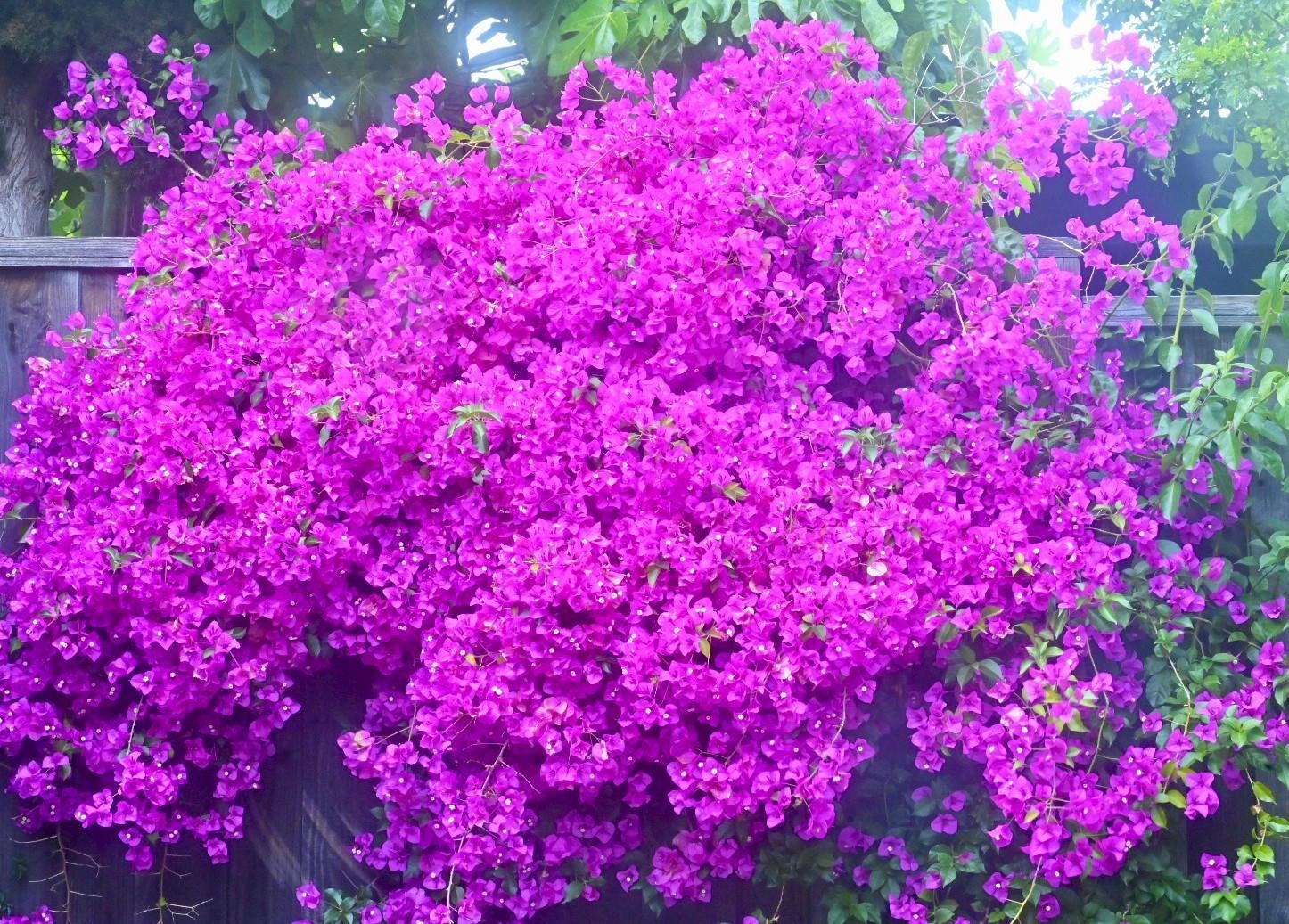 2726 Madeline Street