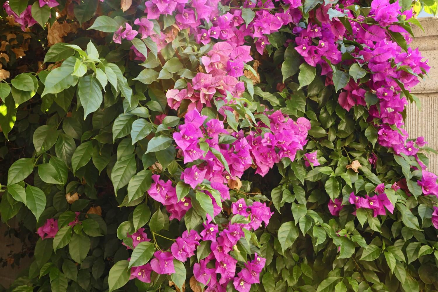 Magenta bougainvillea blooms and green leaves beside a tan masonry wall.