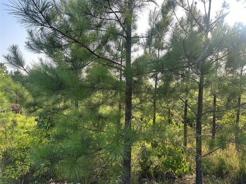 136 Southern Spruce Trail
