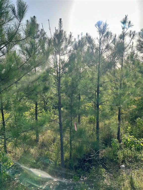 136 Southern Spruce Trail