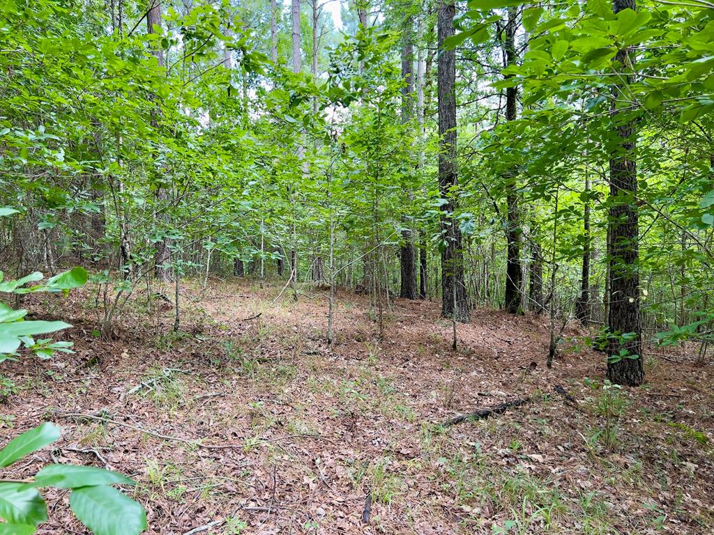 40 Trout Creek Road
