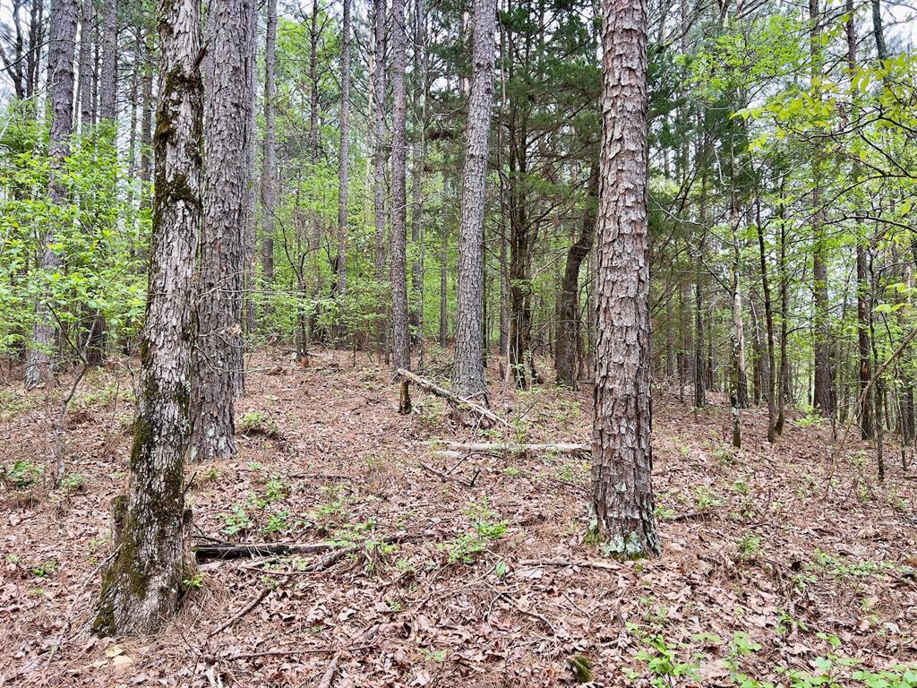 40 Trout Creek Road