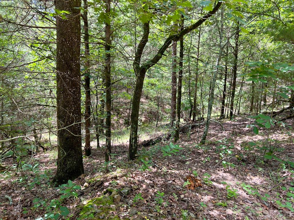40 Trout Creek Road