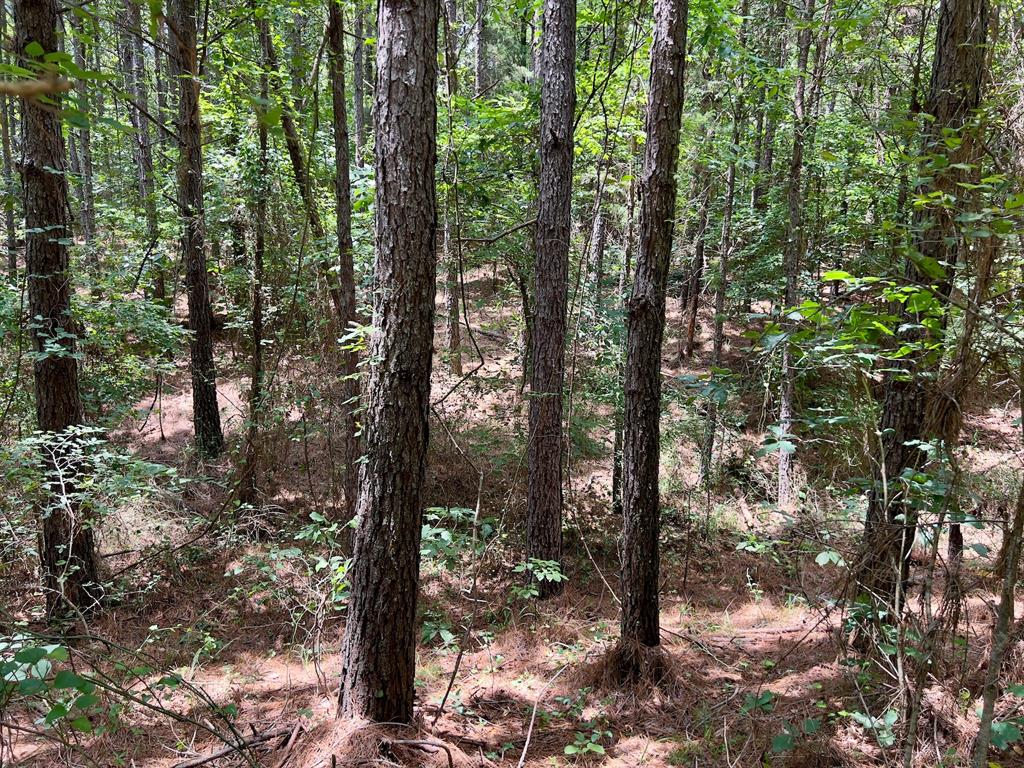 40 Trout Creek Road