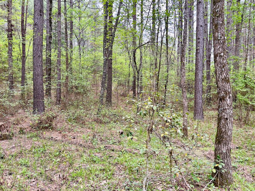 40 Trout Creek Road