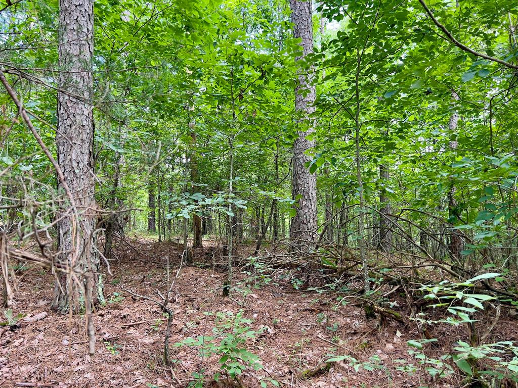 40 Trout Creek Road