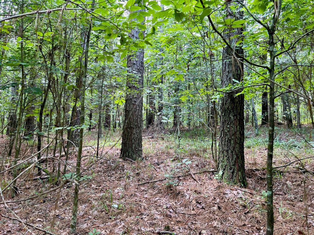 40 Trout Creek Road