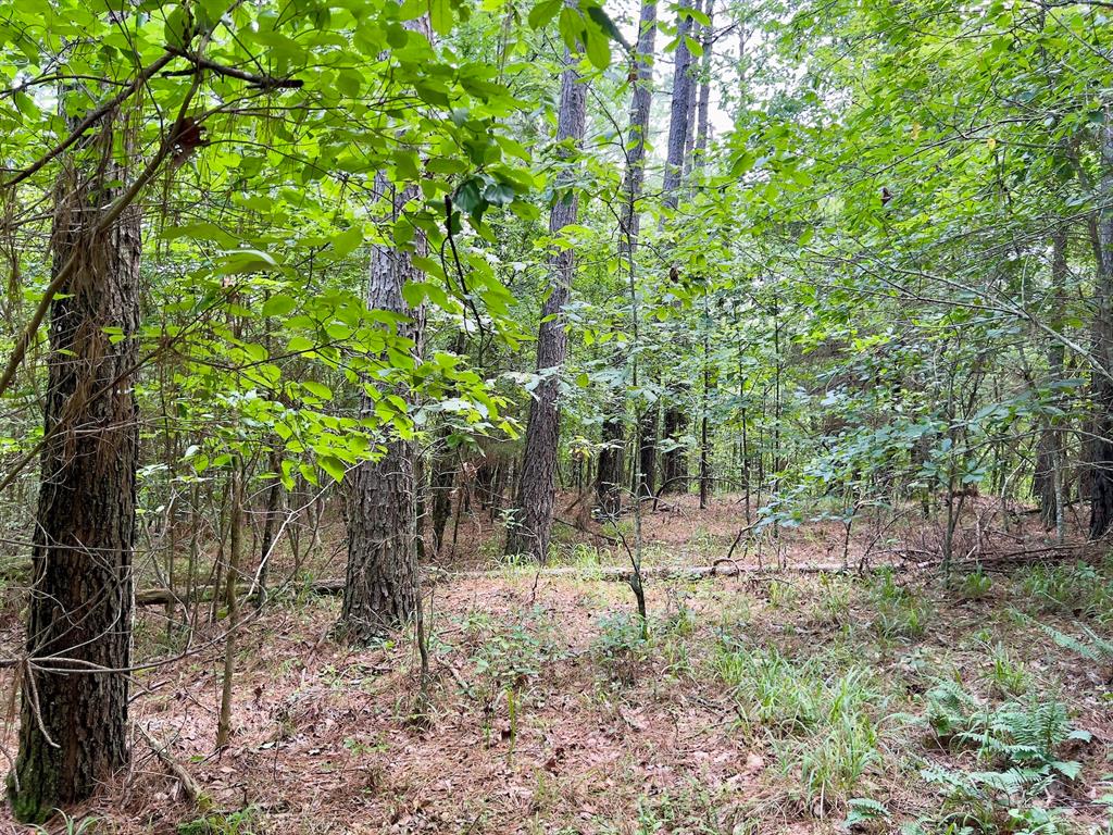 40 Trout Creek Road