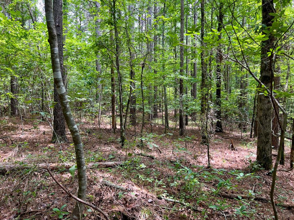 60 Trout Creek Road
