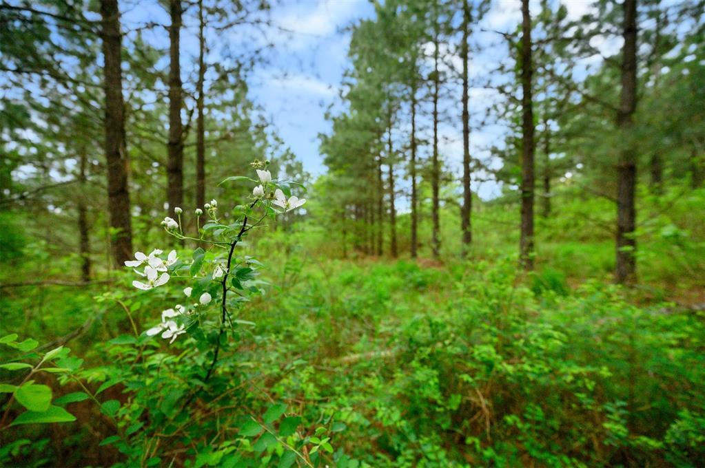 53 Pine Root Court