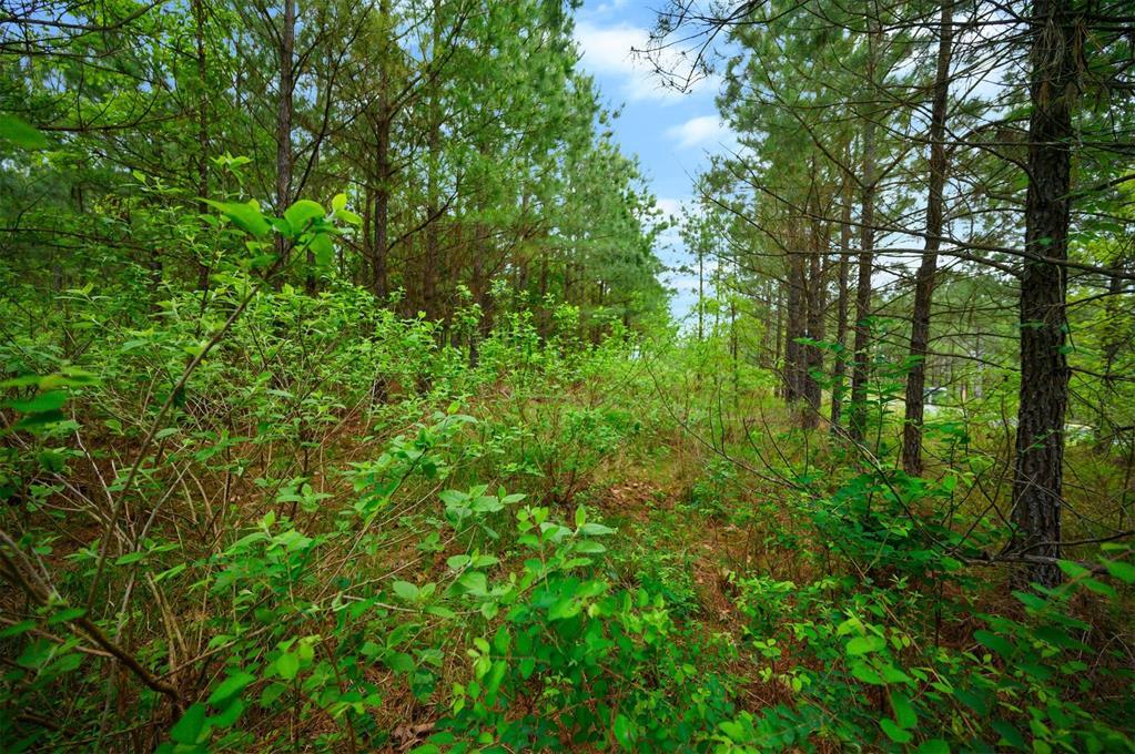 53 Pine Root Court