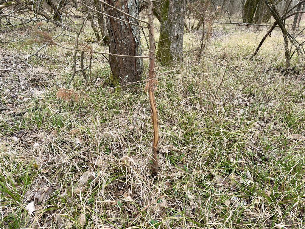 1275 Snows Arena Road