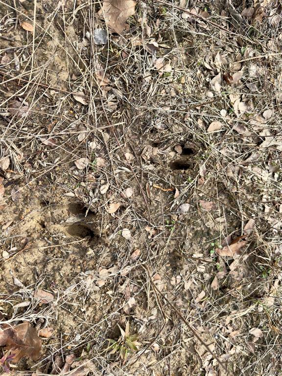 1275 Snows Arena Road