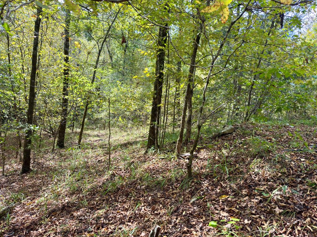 484 Old State Highway 4