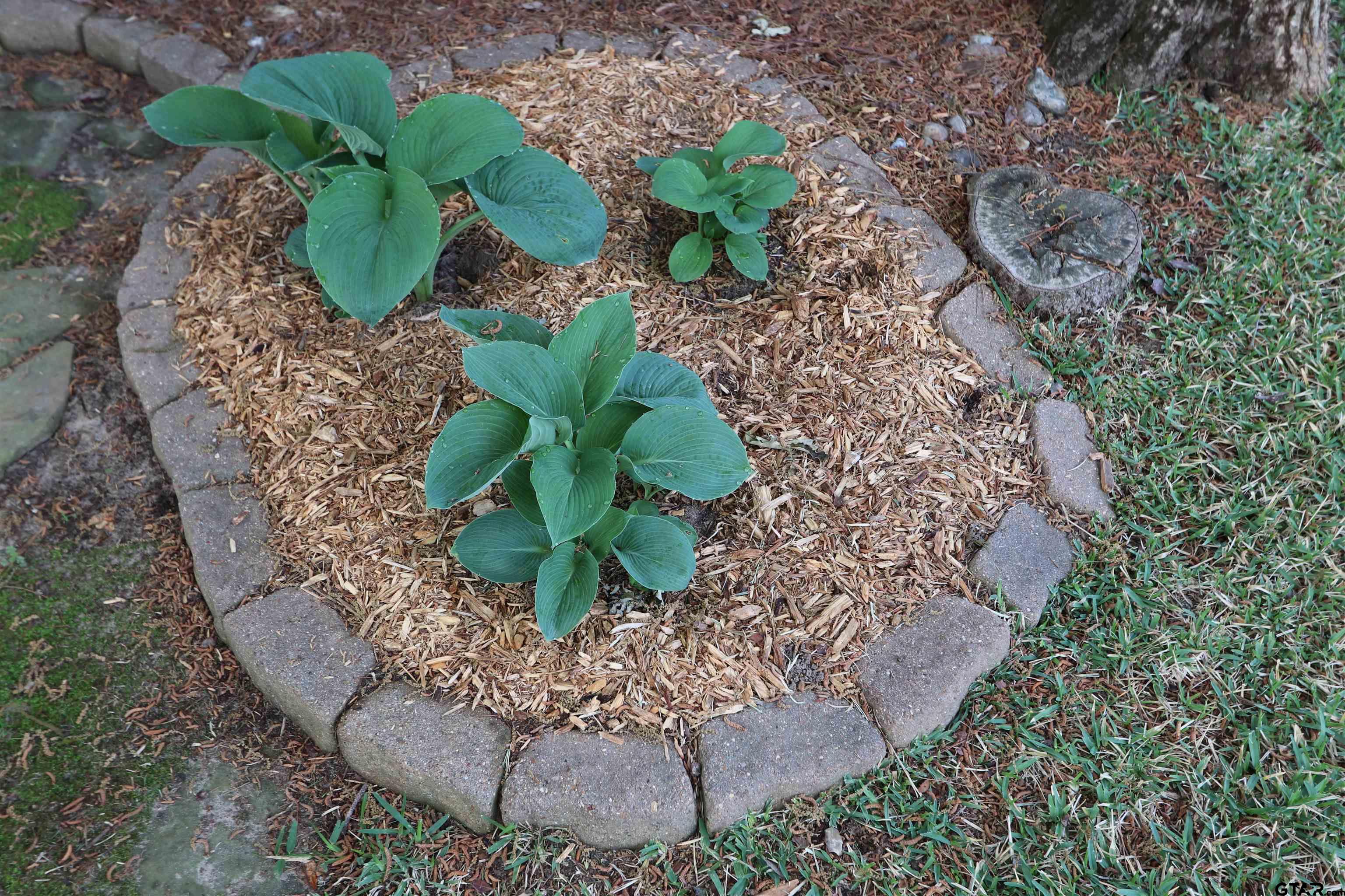 3407 Storey Lake Dr.