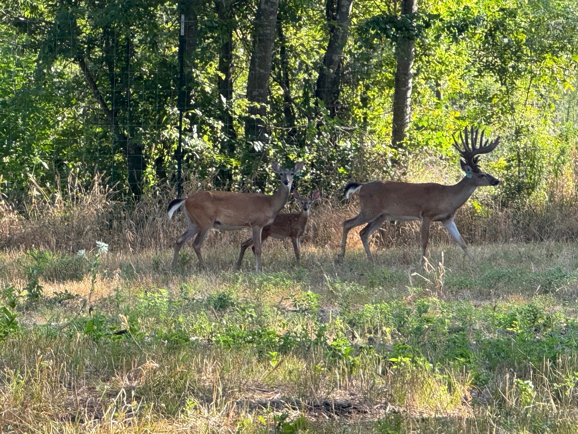 11805 County Road 483