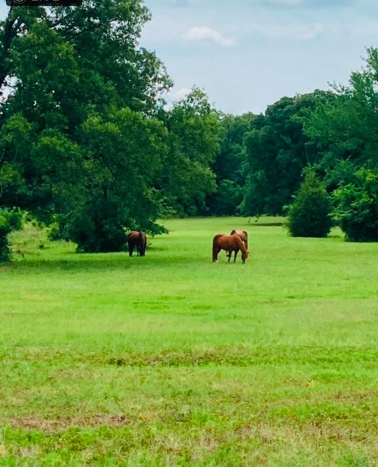 1082 VZ County Road 1217