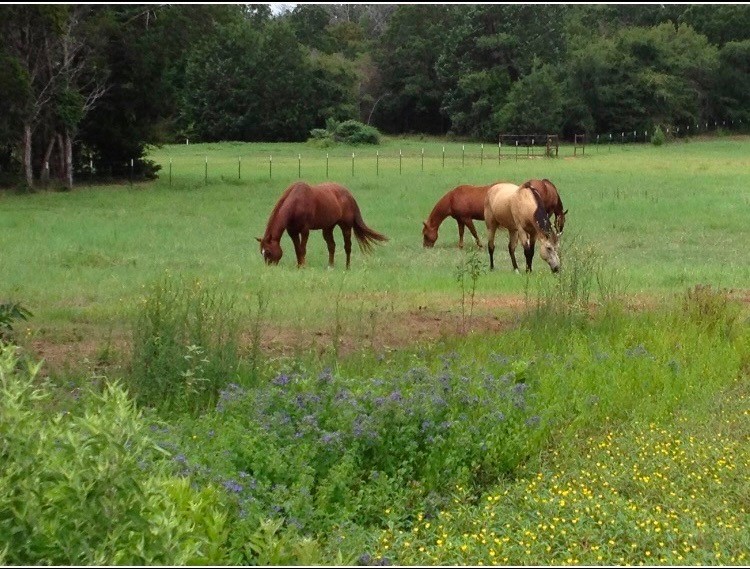 1082 VZ County Road 1217