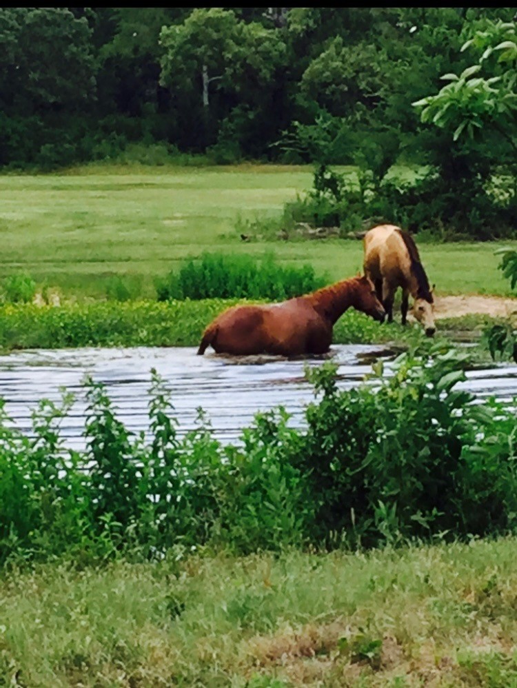 1082 VZ County Road 1217