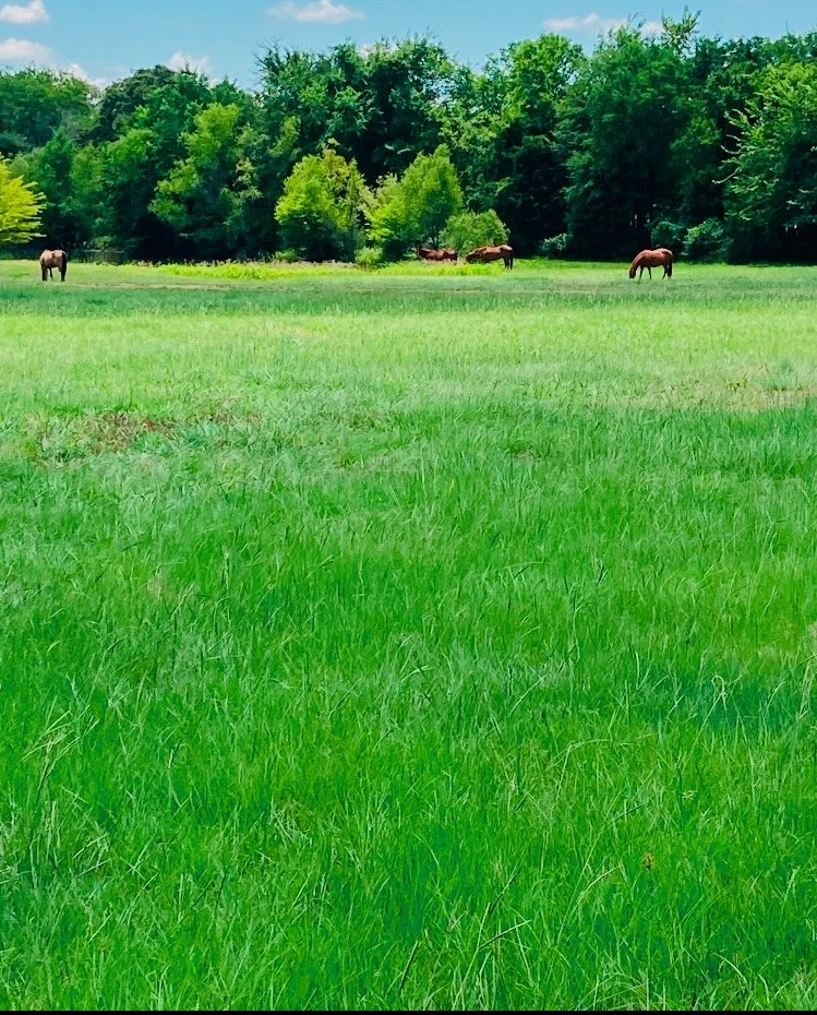 1082 VZ County Road 1217