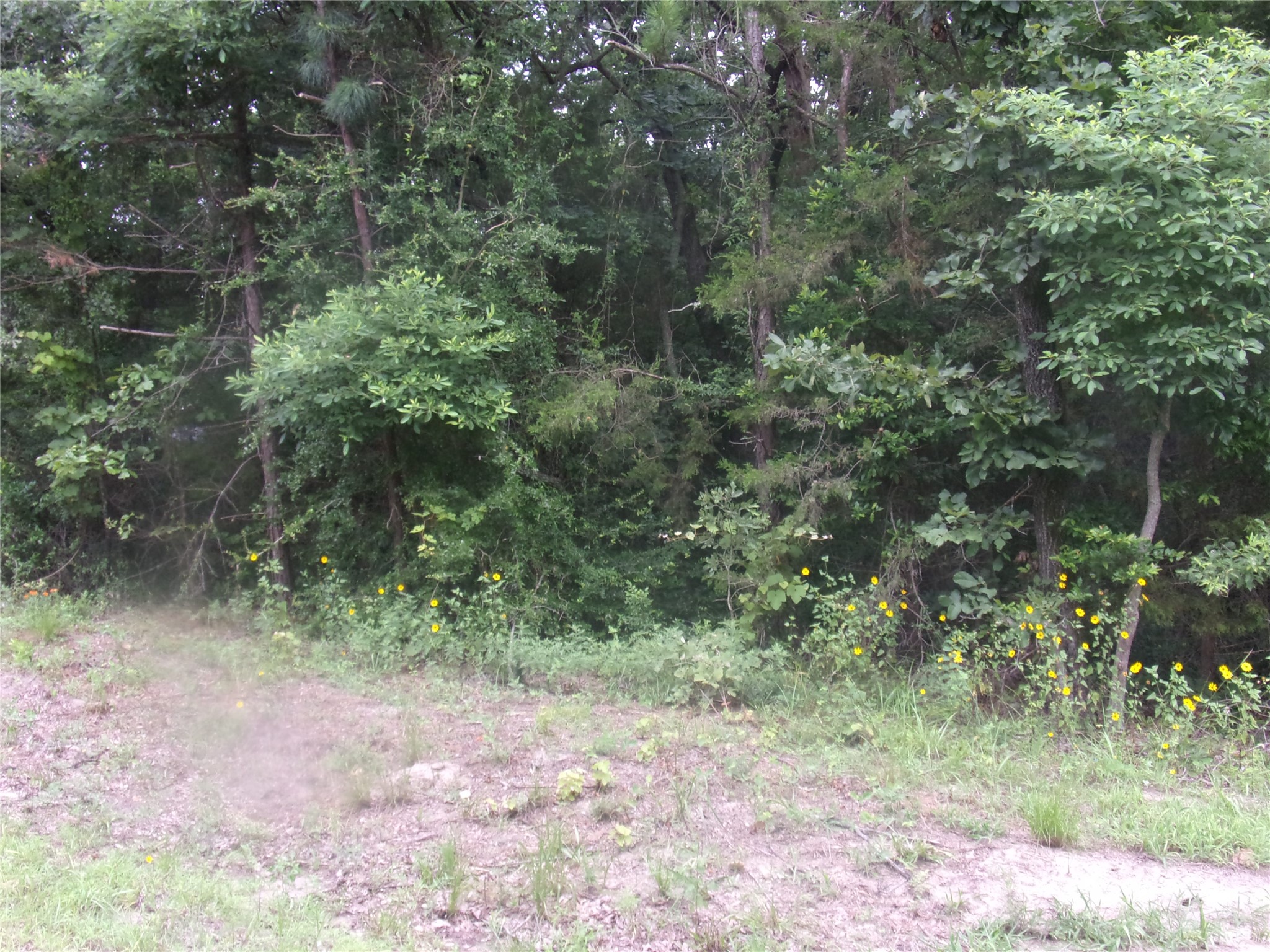 tbd Holly Glen