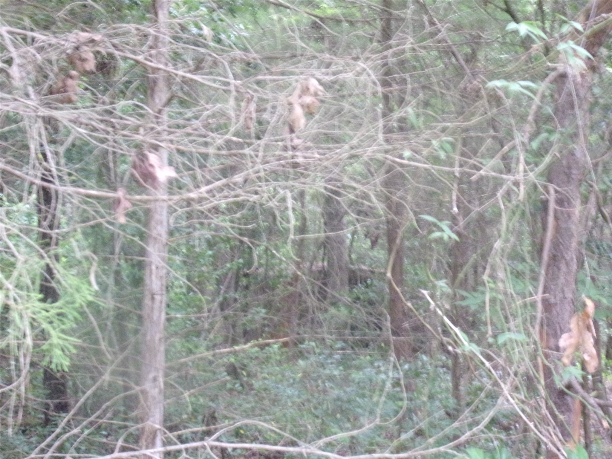 tbd Holly Glen