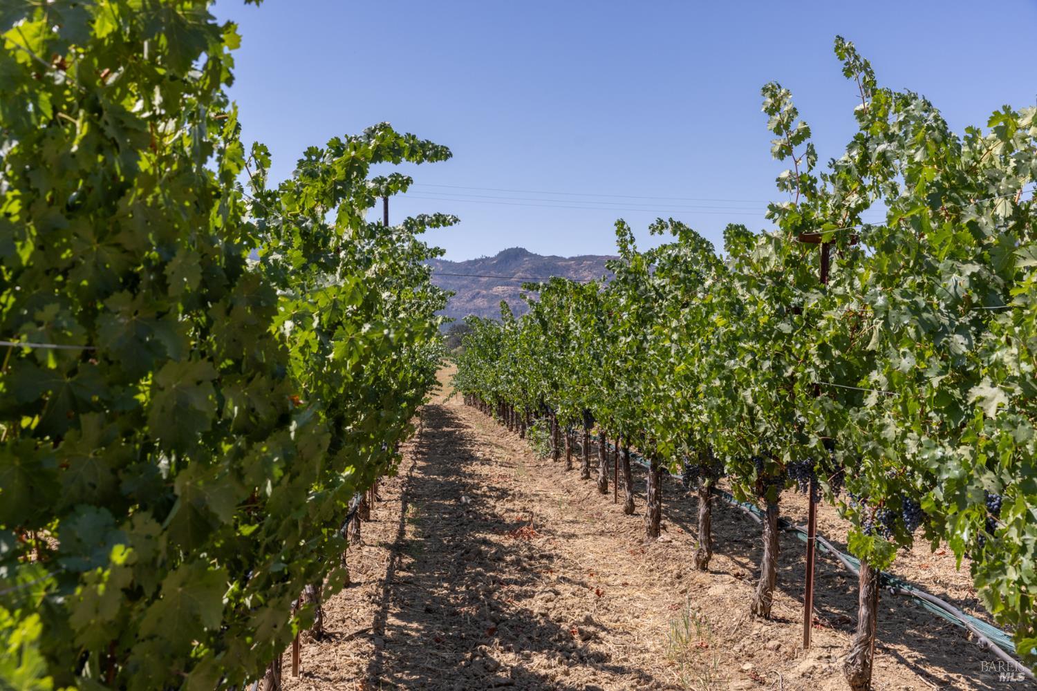 1650 Aetna Springs Ln